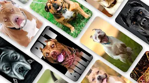 Pitbull Wallpaper 2023 Screenshot 0