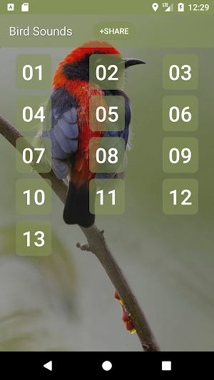 Scarlet-backed flowerpecker Sounds Screenshot 0