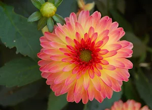 Dahlia Flower Wallpapers Screenshot 1