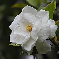 Gardenia Wallpaper