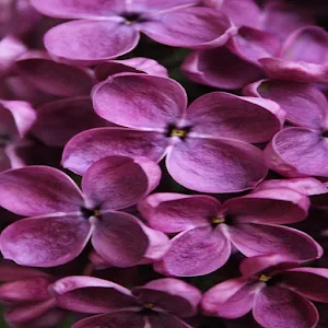 Lilac Wallpapers Screenshot 0
