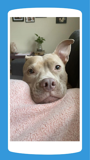 Pit Bull Wallpaper HD 4K Screenshot 2