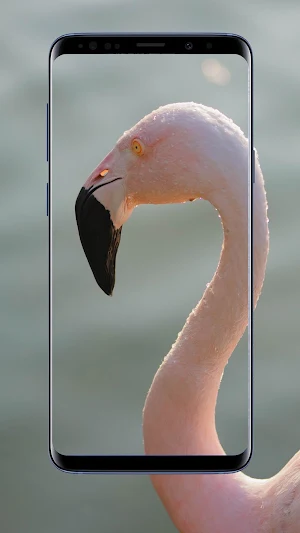 Flamingo Wallpaper Screenshot 0