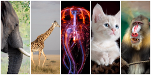 Animals Wallpaper HD Screenshot 0