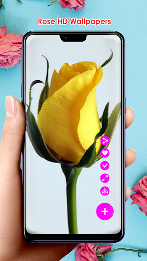 Rose HD Wallpapers Screenshot 2