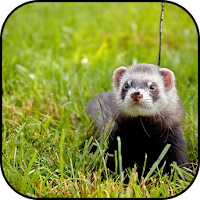 Ferret wallpapers