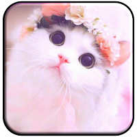 Baby Cat Wallpaper Cute HD