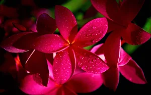 Plumeria Flower Wallpapers Screenshot 2