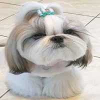 shih tzu dog guide