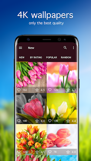 Tulip Wallpapers 4K Screenshot 0