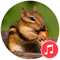 Chipmunk Sounds