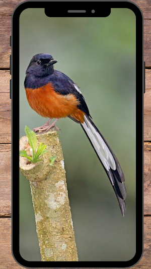 Burung Murai Wallpapers Screenshot 3