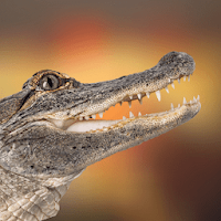 Alligator Sounds