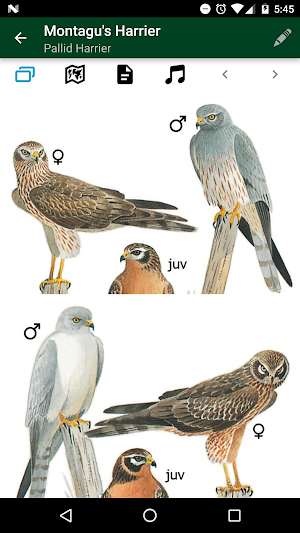 Birds of North Africa Screenshot 3