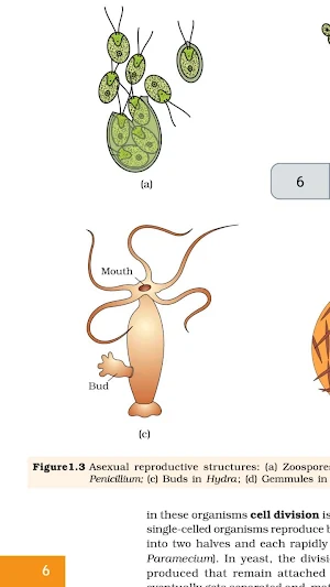 Class 12 Biology NCERT Book Screenshot 0