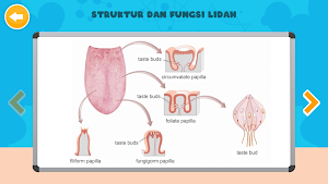 Sistem Indra Manusia Screenshot 3