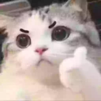 Stickers Cat