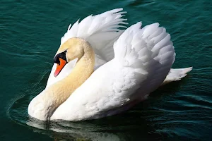 Swan wallpapers Screenshot 0