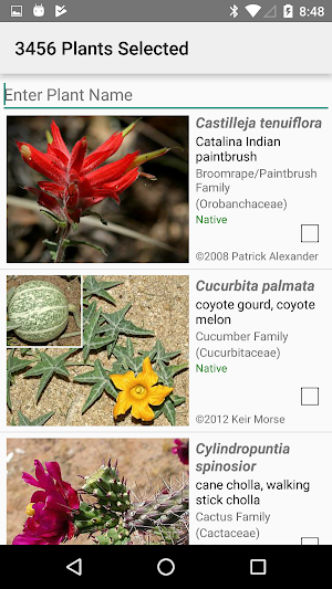 Northern Mexico Wildflowers Screenshot 1