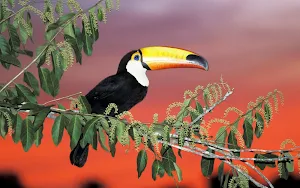 Toucans Wallpaper HD Screenshot 2