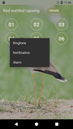 Red-wattled lapwing Bird Sounds Screenshot 1