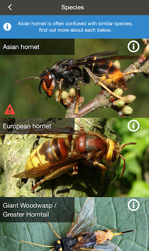 Asian Hornet Watch Screenshot 1