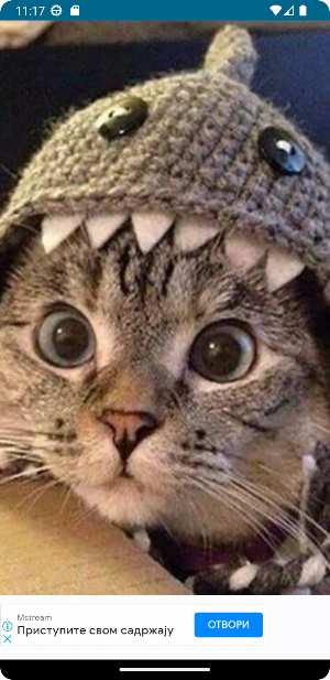 Random Cute Cat Screenshot 1