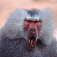 Baboon Sounds
