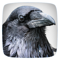 Crow Ringtones