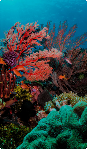 Coral Under the Sea Wallpaper Screenshot 0