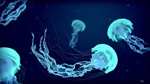 Jellyfish Wallpaper HD Screenshot 0