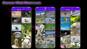 Wings of Wonders Screenshot 3