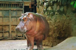 Hippopotamus wallpapers Screenshot 0