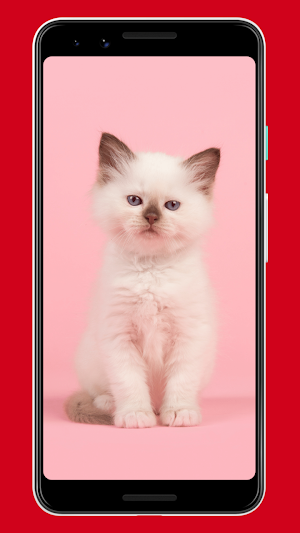 Cats Wallpapers & Background Screenshot 1