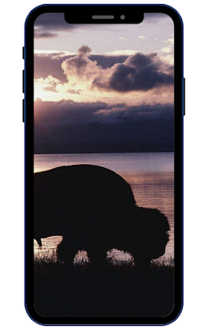 Bison Wallpaper Screenshot 2