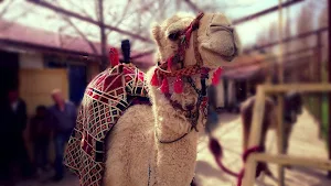 Camel wallpapers Screenshot 0
