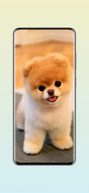 Cute Pomeranian Wallpapers Screenshot 0
