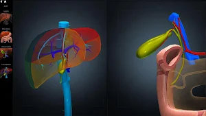 Anatomy Learning - 3D Anatomy Atlas Screenshot 3