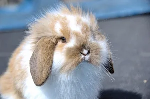 Cute rabbits wallpapers Screenshot 0