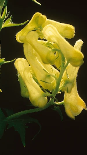 Aconitum Wallpaper Screenshot 1