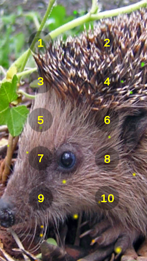 Hedgehog And Hedge Hog Sounds Screenshot 2