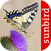 Butterfly Id - British Isles