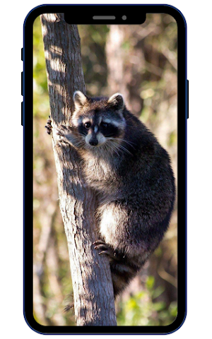 Raccoon Wallpapers Screenshot 1