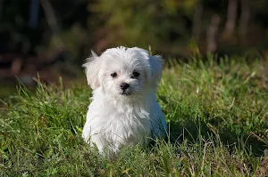 Puppy wallpapers Screenshot 1