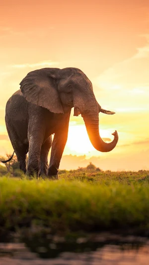 Elephant -Wallpapers,puzzle Screenshot 3