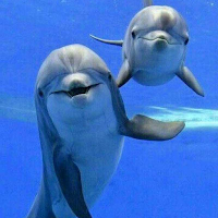 Dolphin Sounds Of The Sea