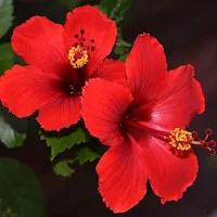 Hibiscus Flower Wallpaper Hd