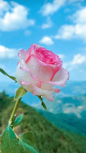 Rose Video Wallpaper Screenshot 1