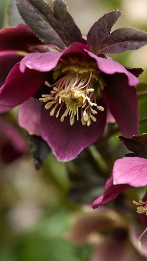 Lenten Rose Wallpaper Screenshot 0