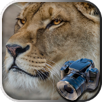 Hidden Animals: Photo Hunt - Seek and Find Games